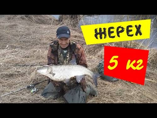 Жерех 5 кг! Спиннинг весной на реках