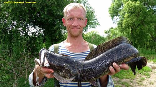 Змееголов супер хищник