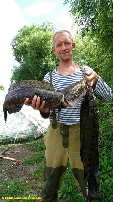 Змееголов супер хищник