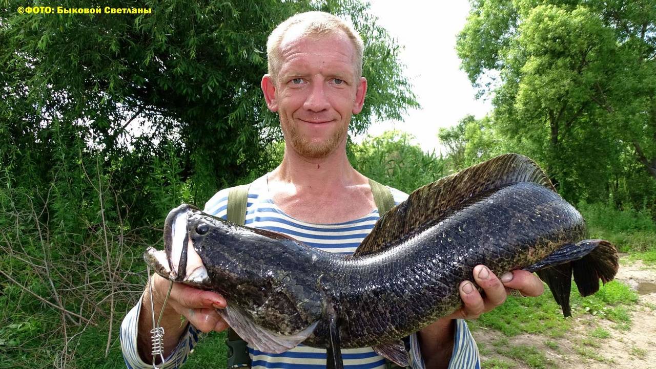 Змееголов супер хищник