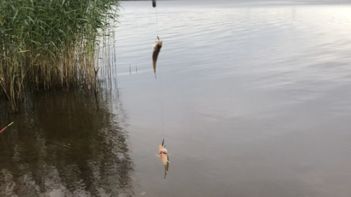 Рыбалка на финском заливе