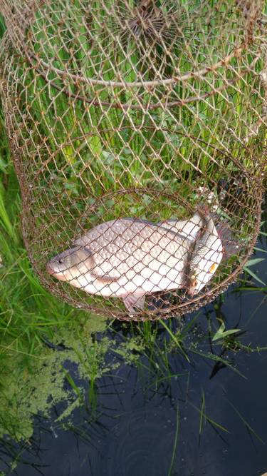 Сходили на карася