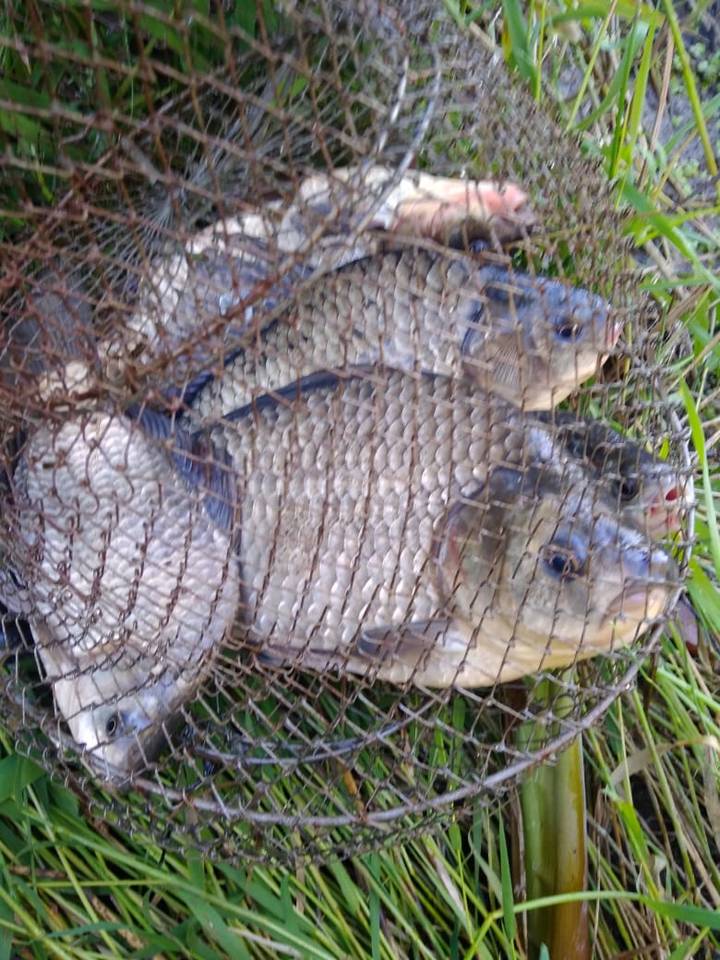 Сходили на карася