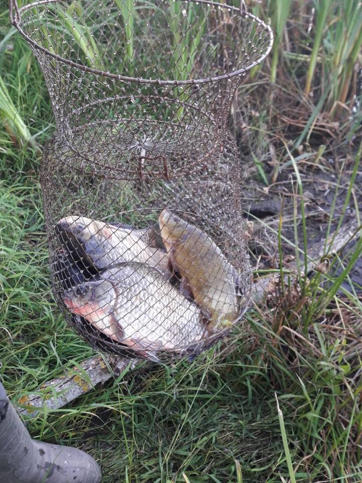 Карась и щука