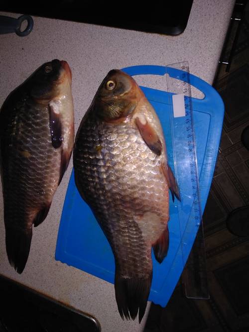 Сходили на карася