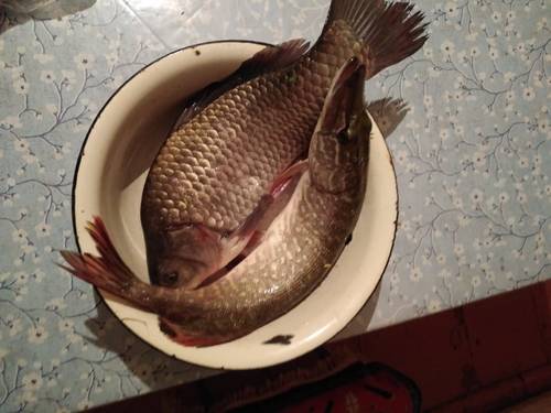 Карась и щука