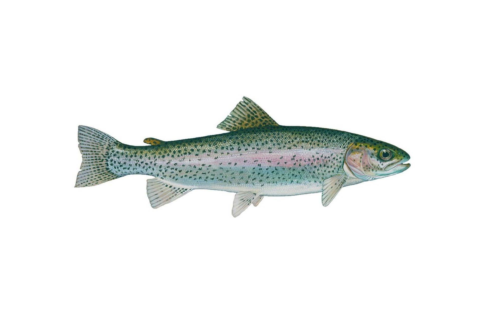 рыбалка как ловить Salmo trutta oxianus