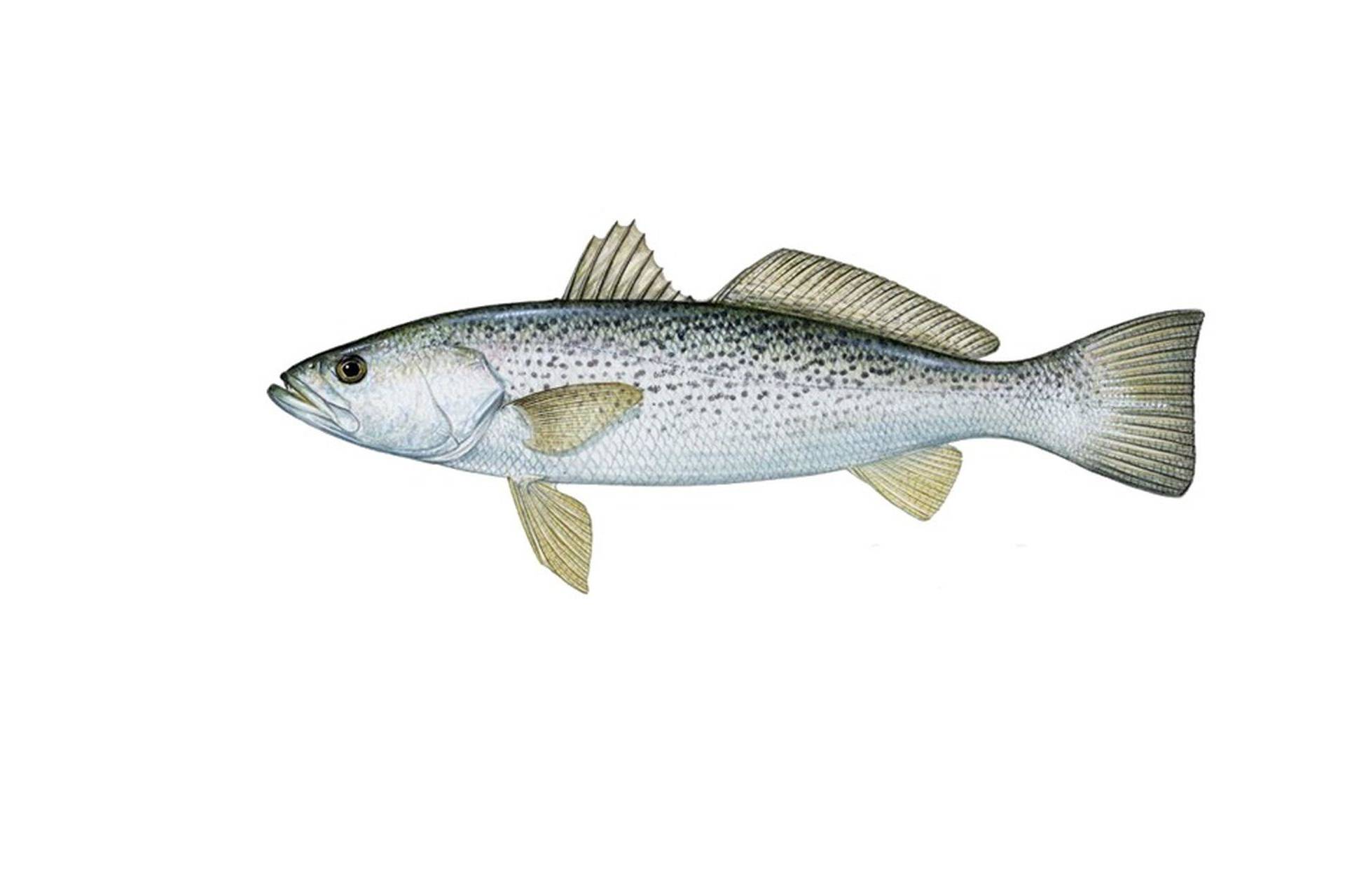 рыбалка как ловить Weakfish