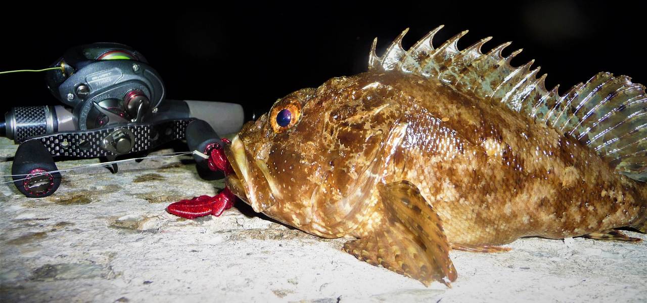 рыбалка как ловить Epinephelus nigritus