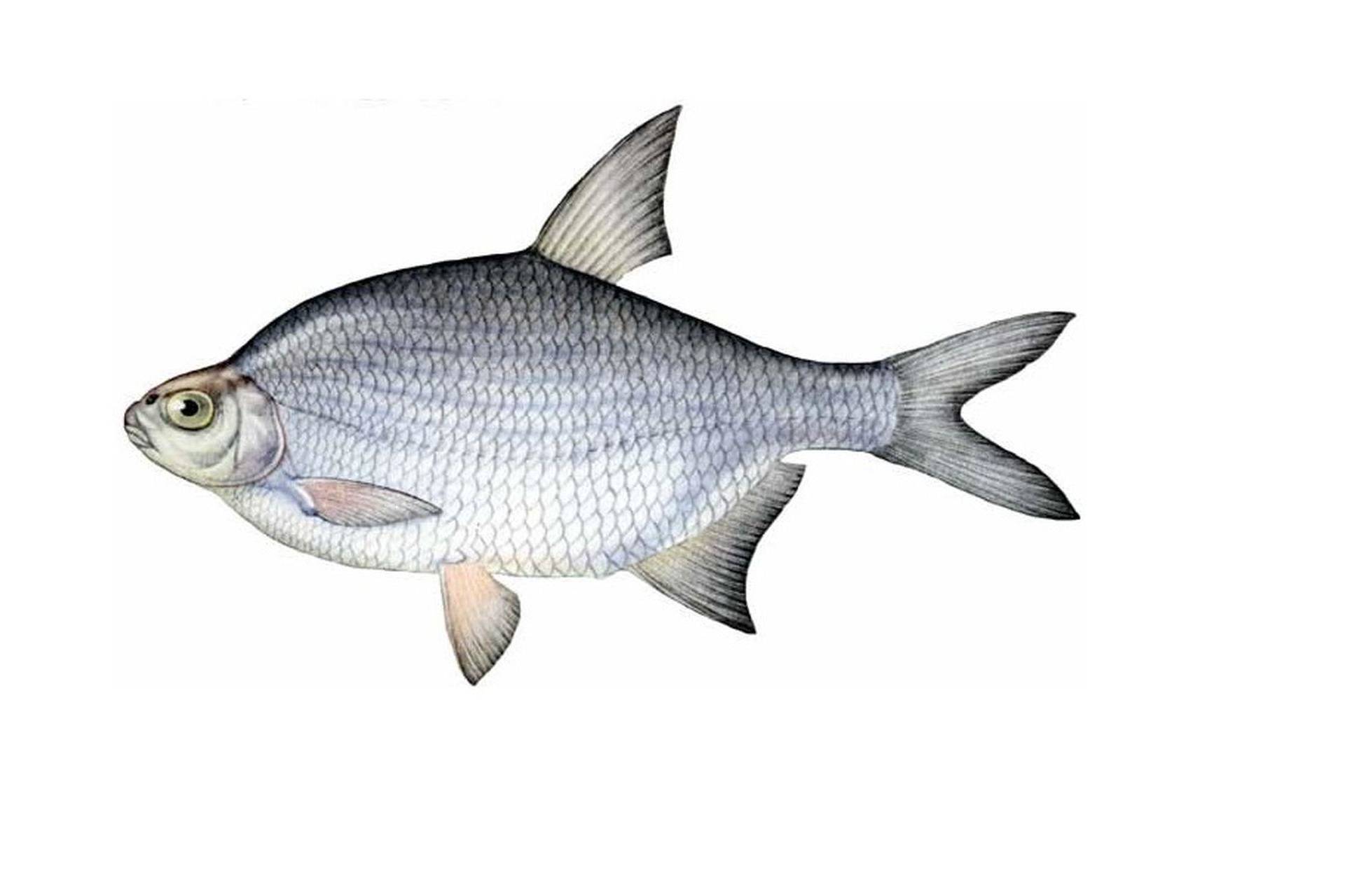 рыбалка как ловить Silver bream