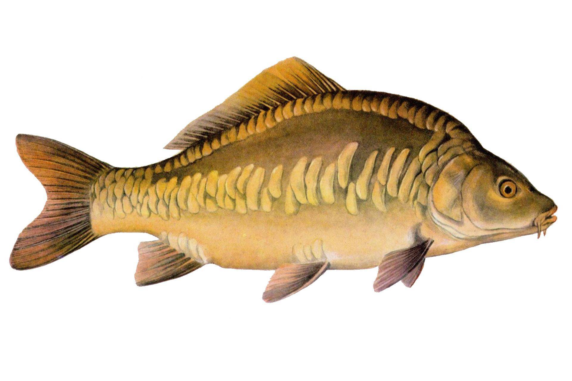 рыбалка как ловить Baby mirror carp