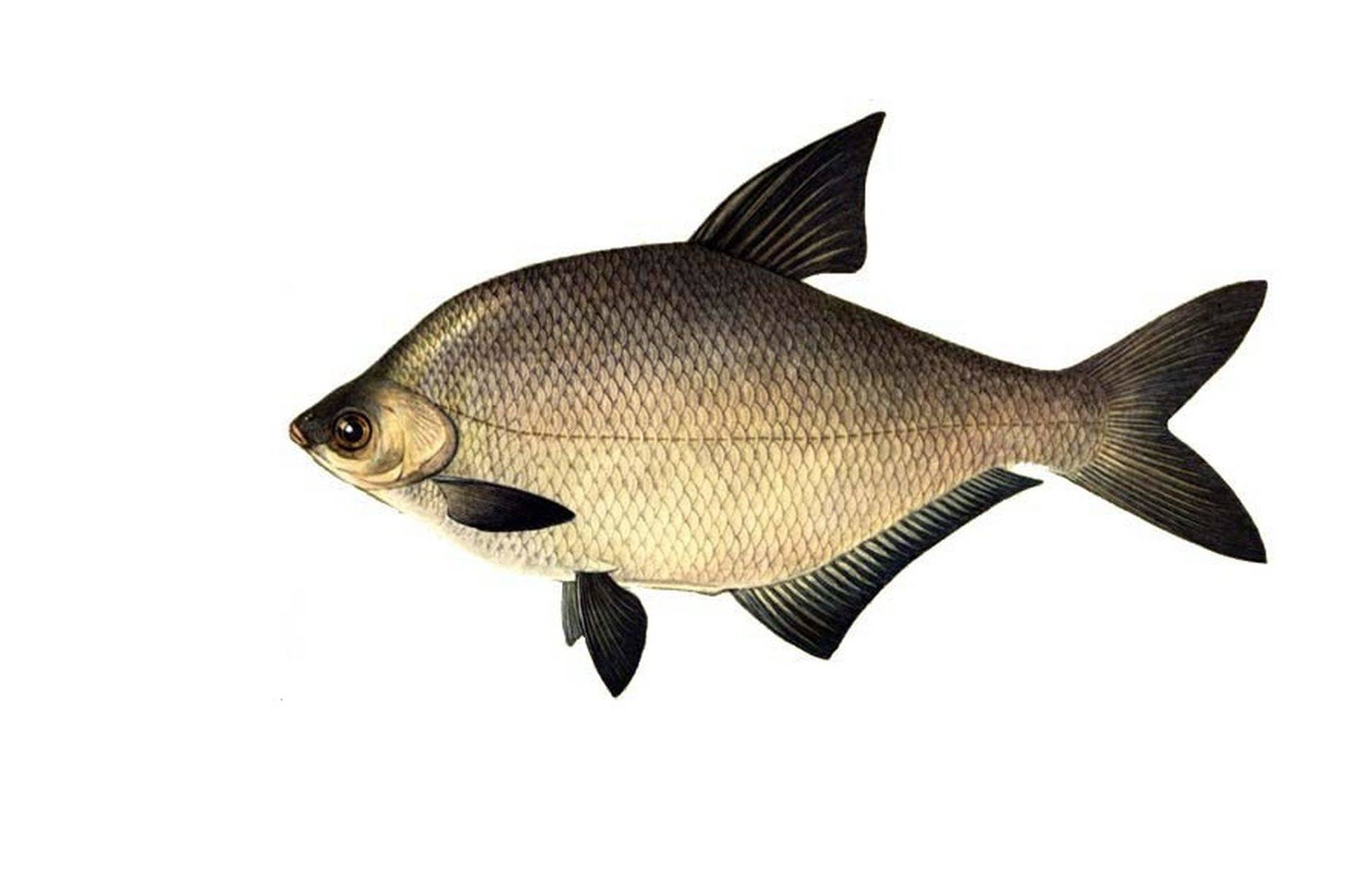 рыбалка как ловить White Amur bream