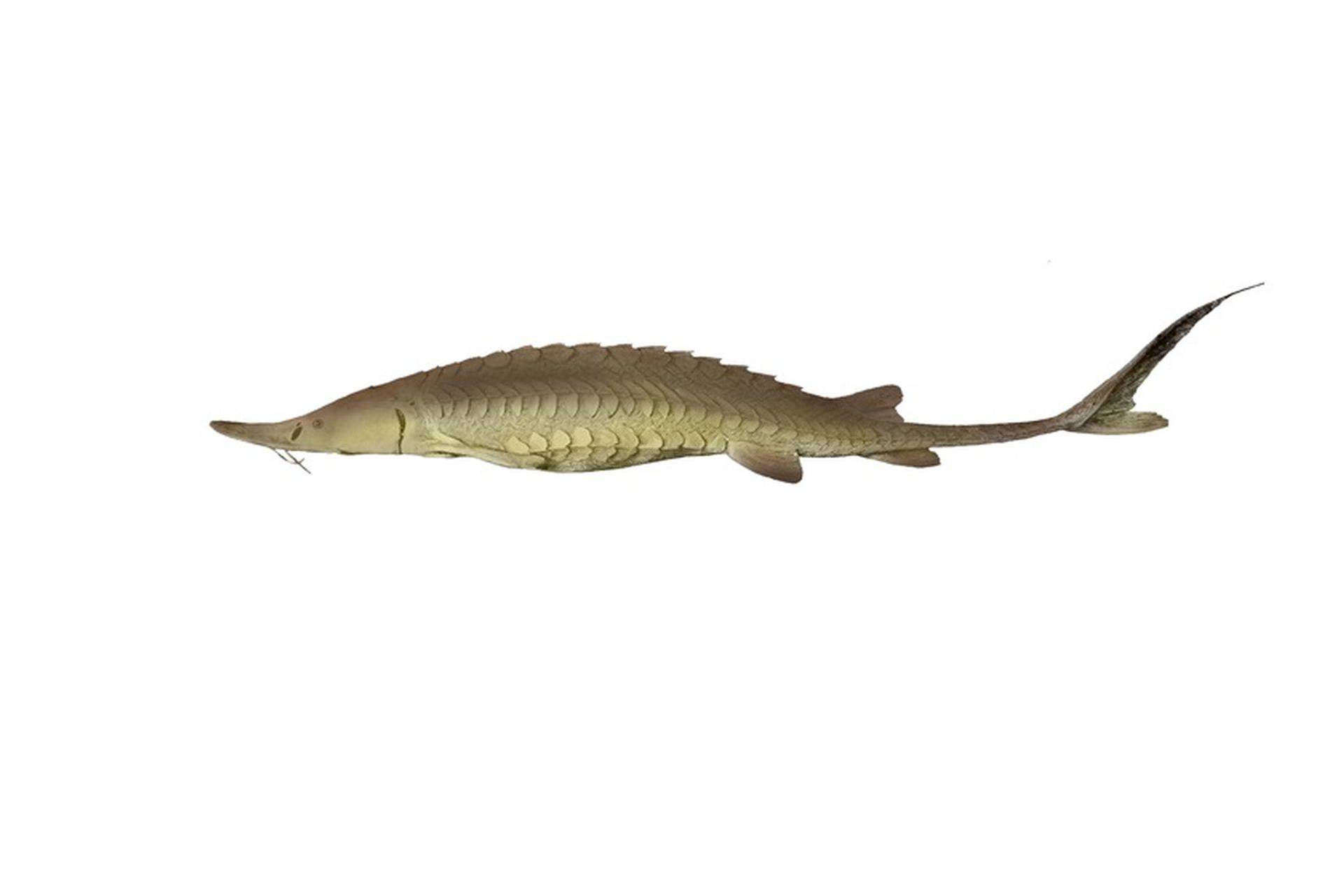 рыбалка как ловить Shovelnose sturgeon