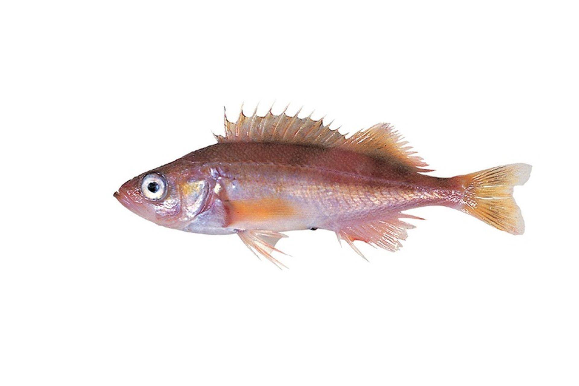 рыбалка как ловить Lutjanus erythropterus