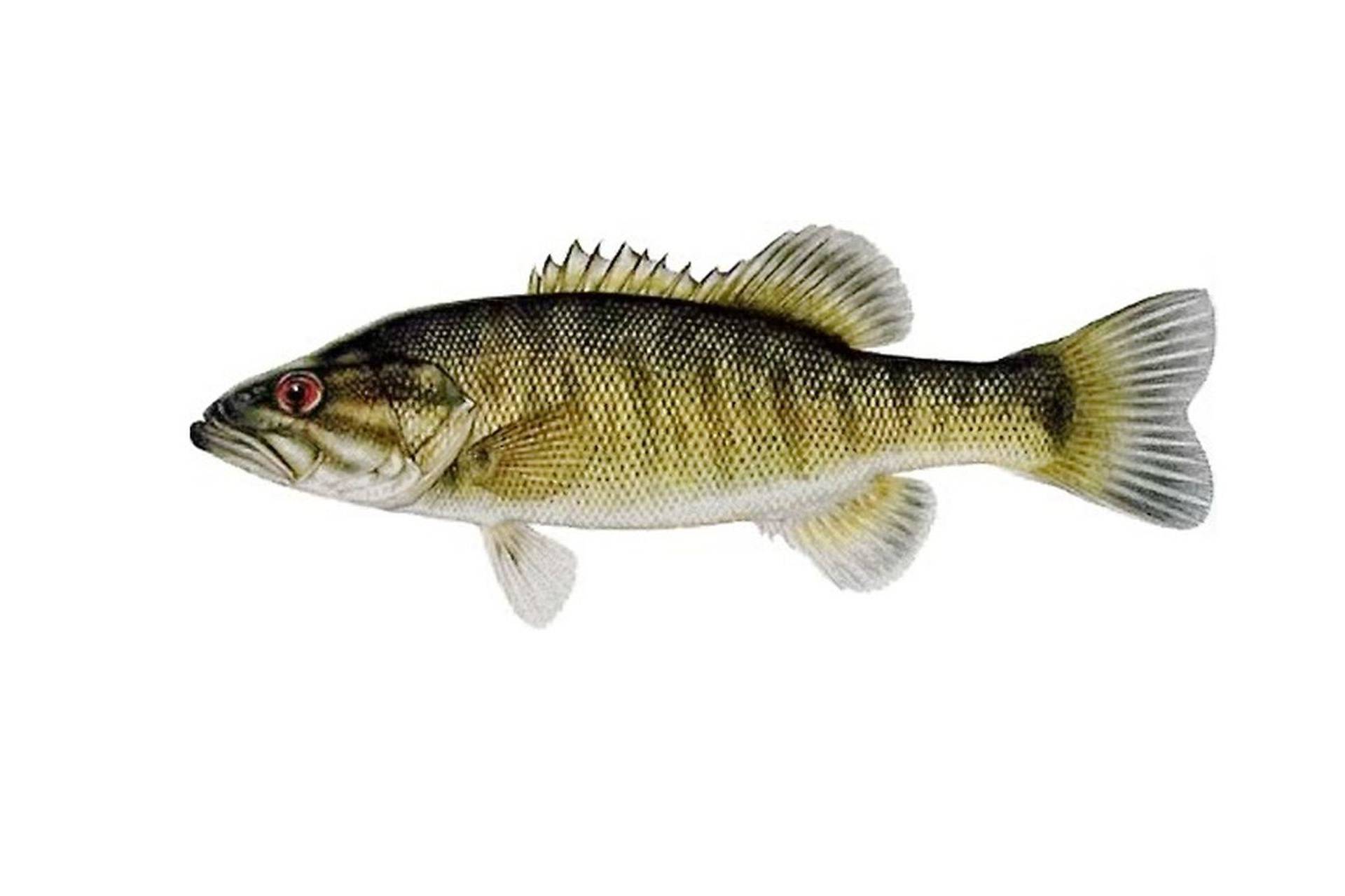 рыбалка как ловить Micropterus cataractae