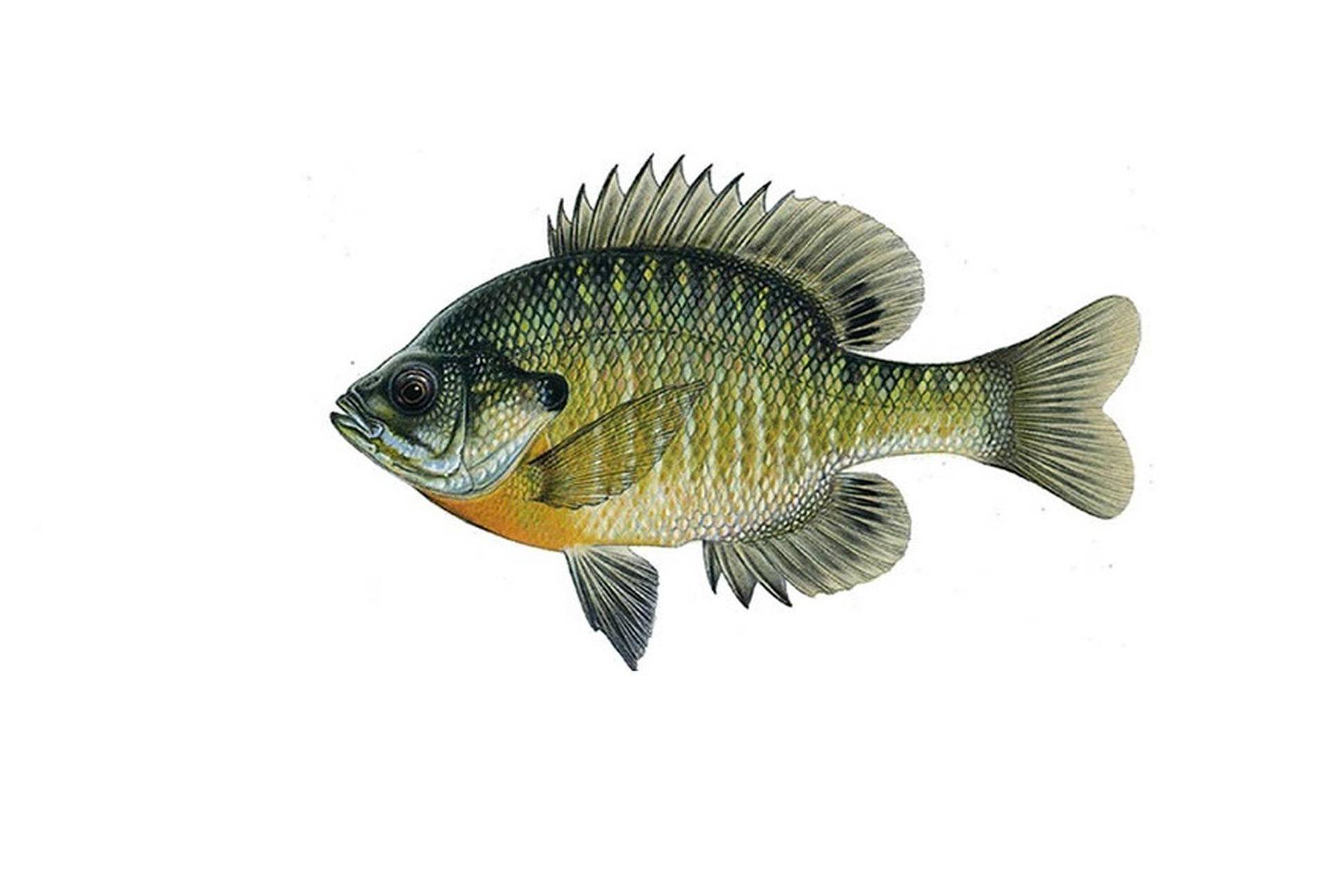 рыбалка как ловить Bluegill Sunfish