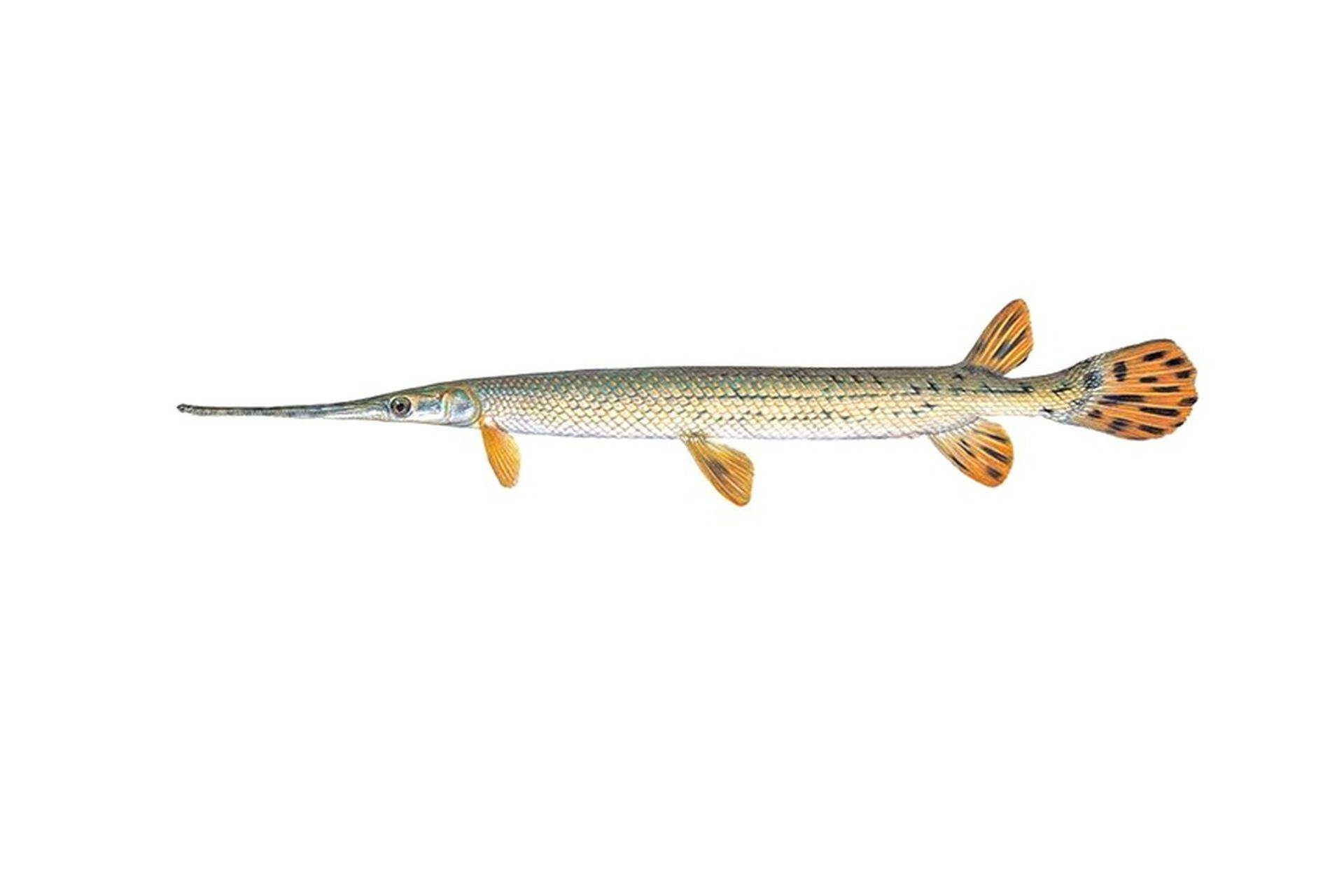 рыбалка как ловить Longnose gar