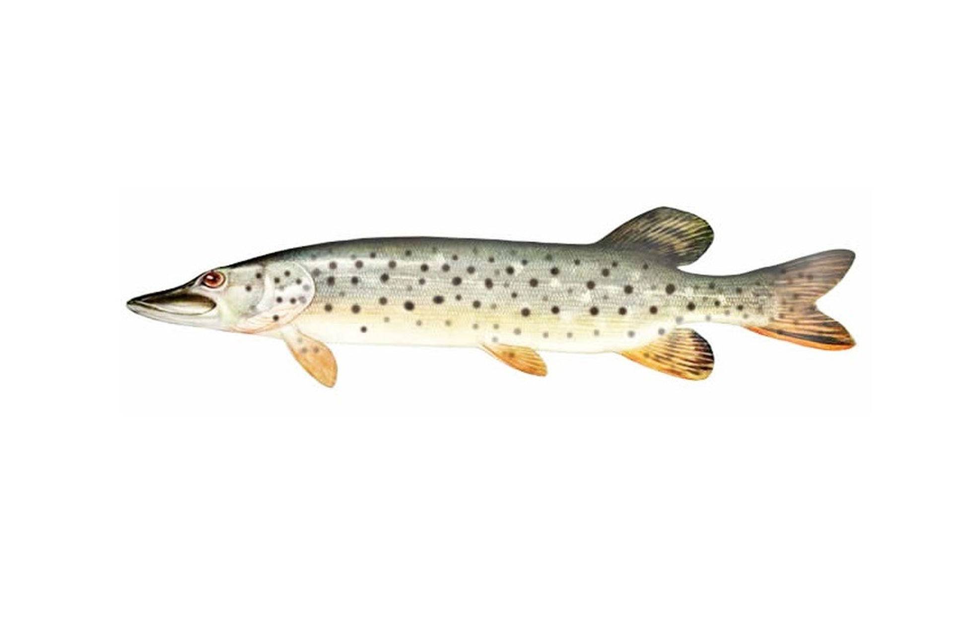 рыбалка как ловить Amur pike