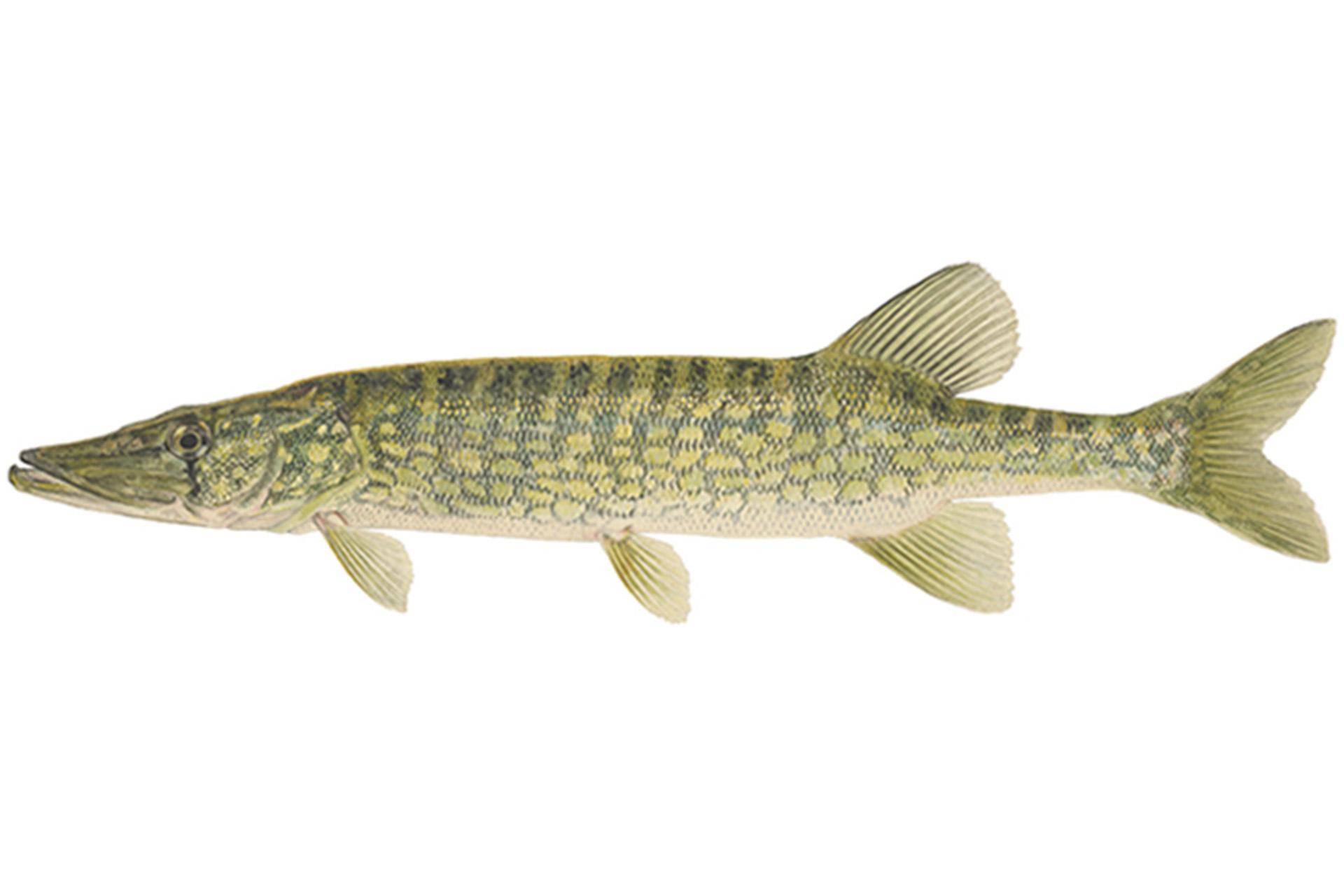 рыбалка как ловить Chain pickerel