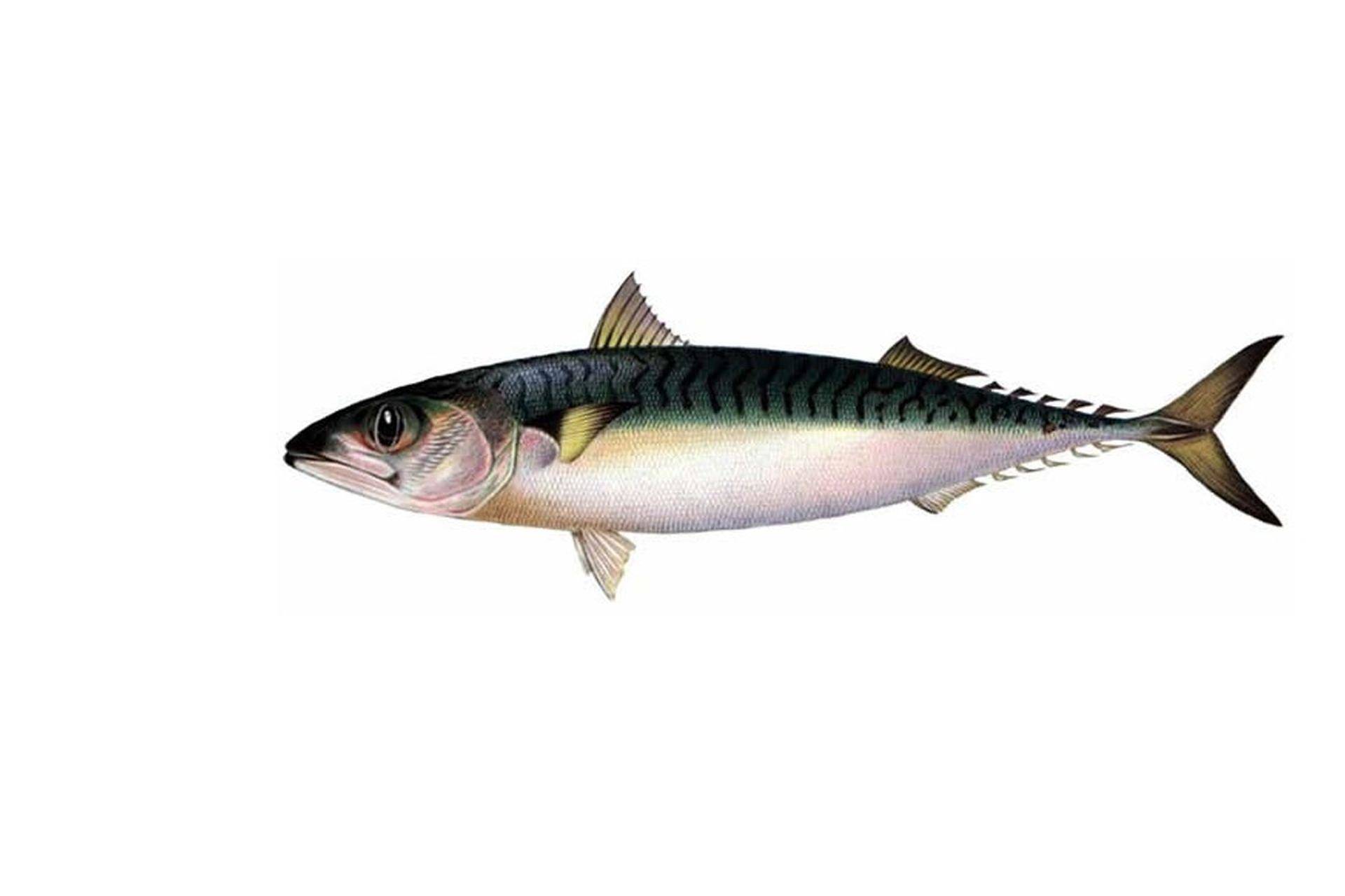 рыбалка как ловить Mackerel