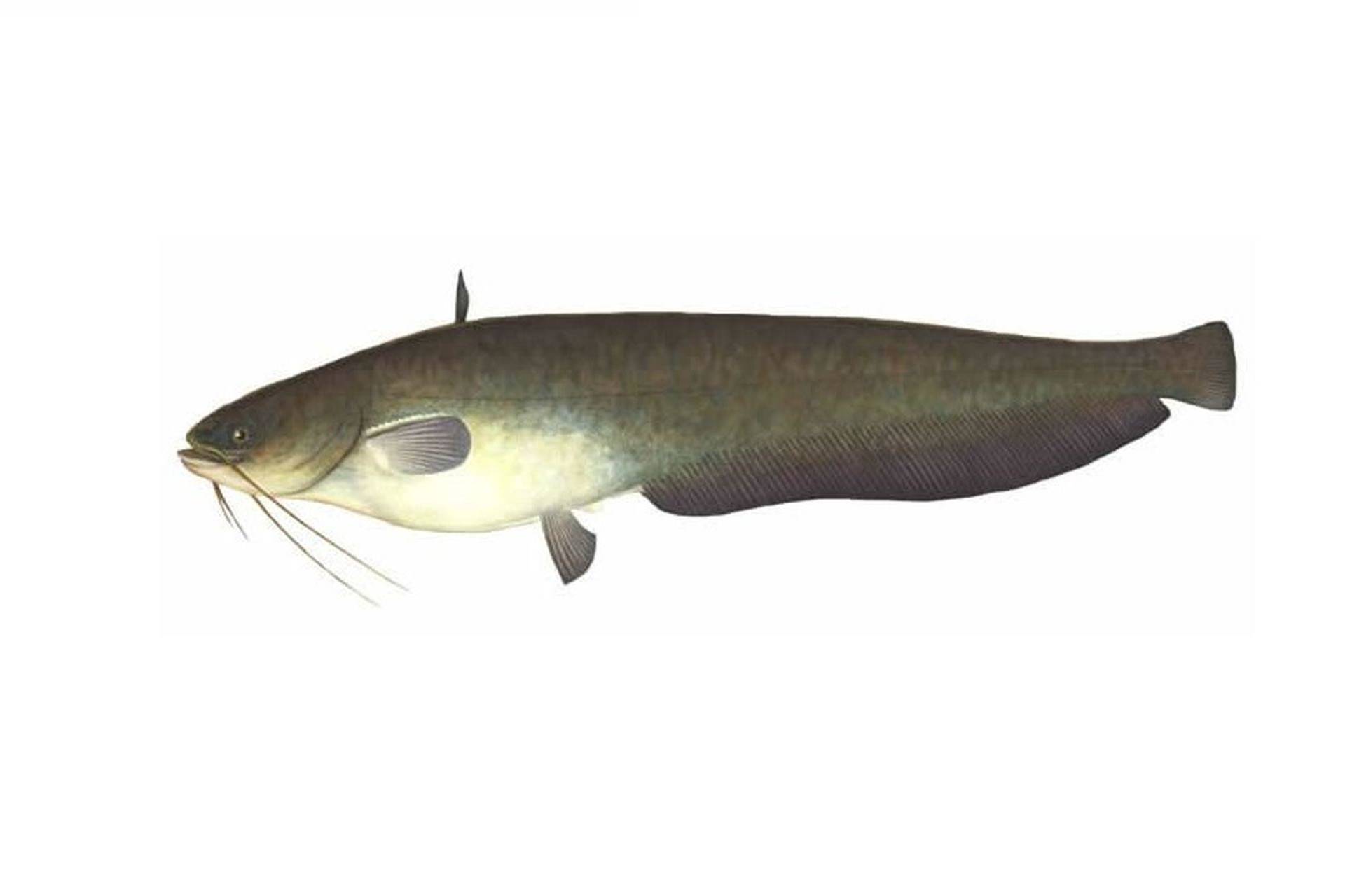 рыбалка как ловить Amur catfish