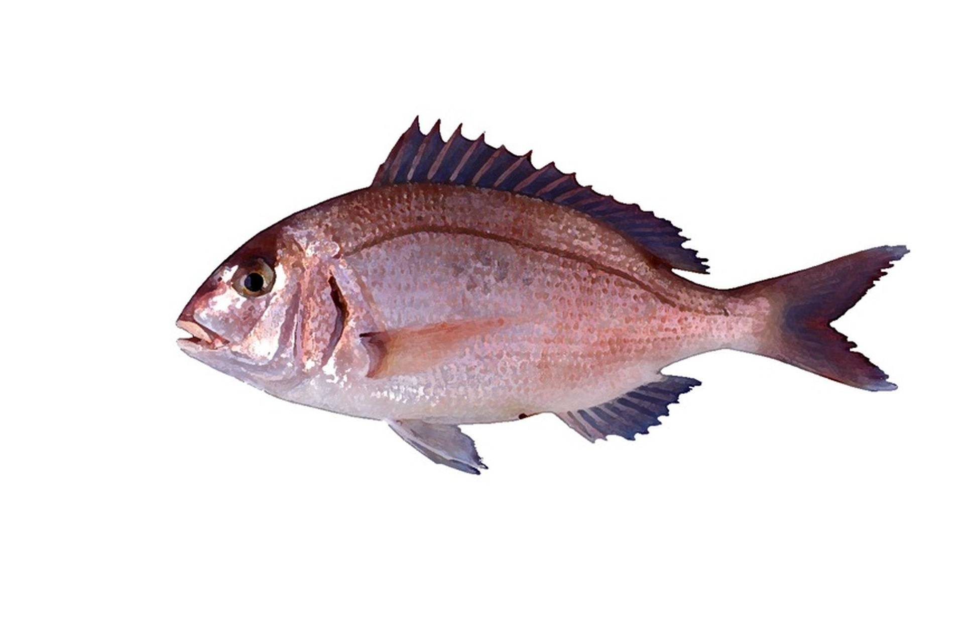 рыбалка как ловить Red Porgy