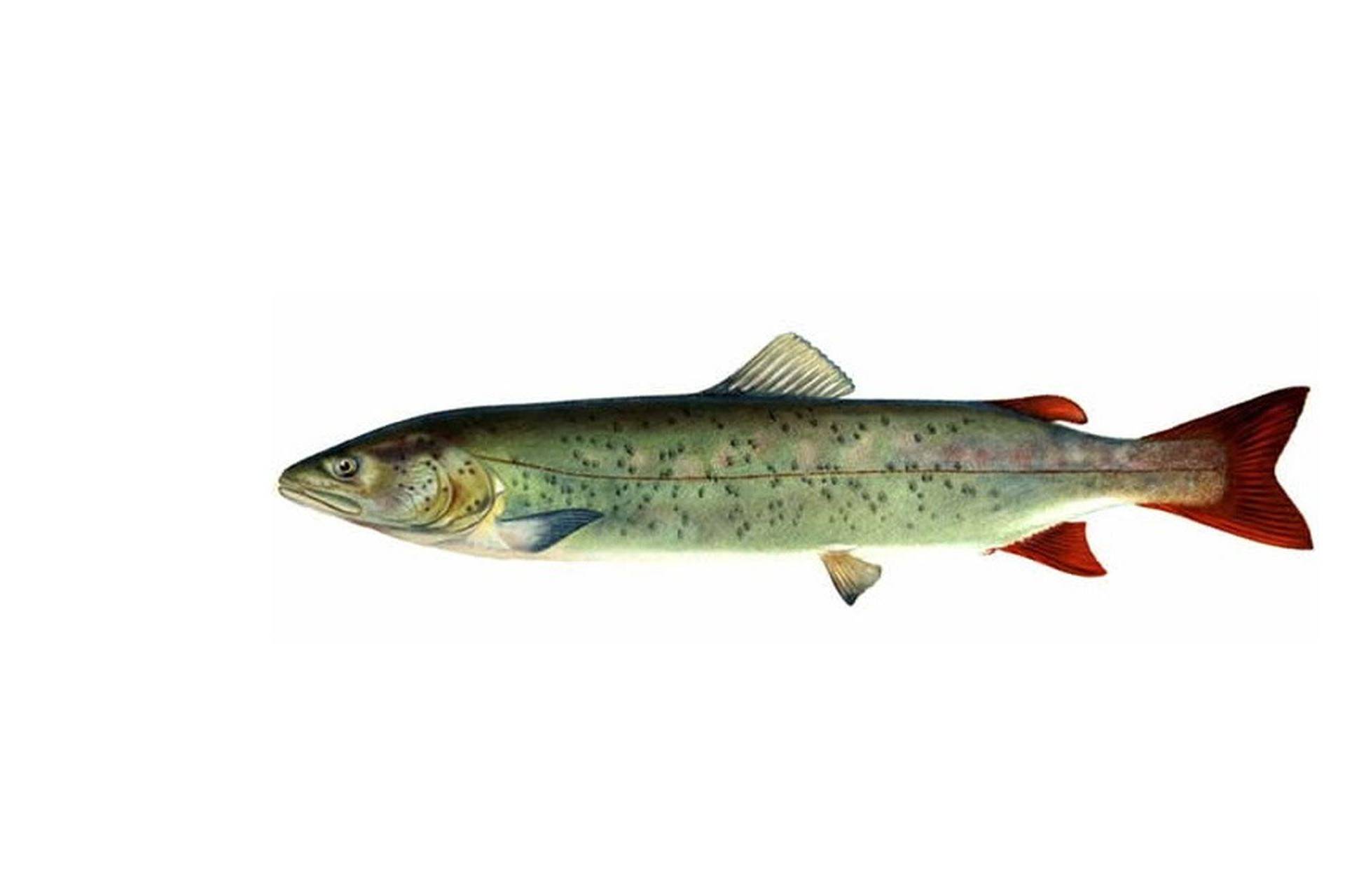 рыбалка как ловить Siberian giant trout