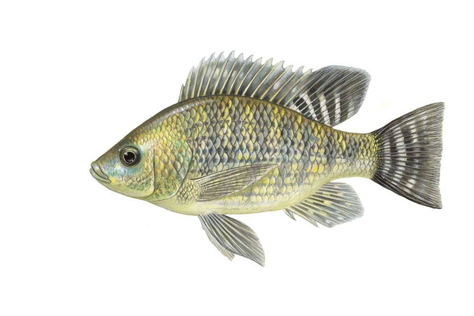 рыбалка как ловить Oreochromis spp